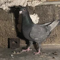 سرک سیاه|پرنده|شیراز, شهرک نیروی انتظامی|دیوار