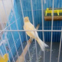 قناری عروس کوتوله مرغ عشق سهره|پرنده|سبزوار, قلعه‌نو دهزار|دیوار