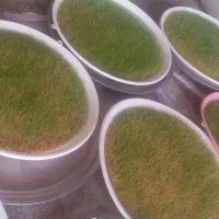 سمنو|خوردنی و آشامیدنی|ساوه, |دیوار