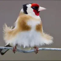 سهره فیروزکوه