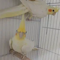 عروس هلندی معاوضه