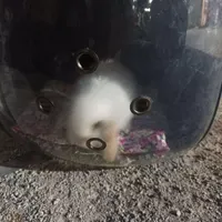 خرگوش