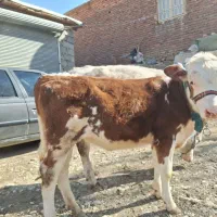 گاو گوساله سیمینتال قرمز|حیوانات مزرعه|مریوان, |دیوار