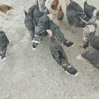 بوقلمون