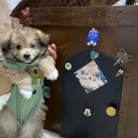 فروش پامرانین خرسی اصیل آموزشدیده با وسایل|سگ|ارومیه, |دیوار