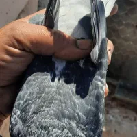 نرتودمسفید باماده دمسفید