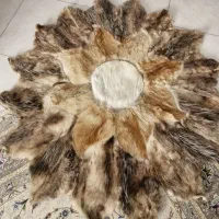پادری گرد