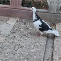 کفتر رنگی آلمانی