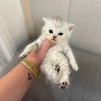 بریتیش سیلور و گلد|گربه|لاهیجان, شیشه گران|دیوار