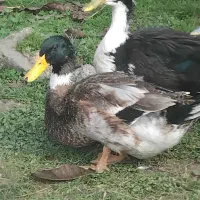 ۴۰ عدد اردک نر|حیوانات مزرعه|رشت, فلسطین|دیوار