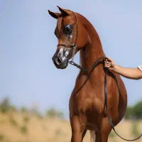 اموزش سوارکاری و پانسیون اسب|اسب و تجهیزات اسبسواری|تهران, چیتگر جنوبی|دیوار