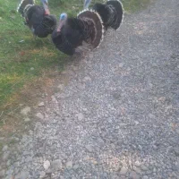 بوقلمون گوشتی|حیوانات مزرعه|شاندرمن, |دیوار