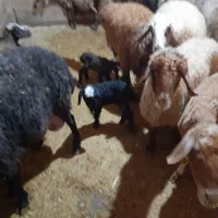 فروش یه عدد بره شیری