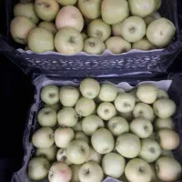 فروش سیب درخت مخصوص آب گیری