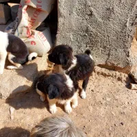 سگ پشمالو پاکوتاه|سگ|شیروان (خراسان), |دیوار