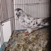 دسپر قوچی نر ماده