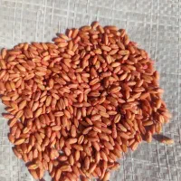 گندم بذری مادر باران بوجاری شده