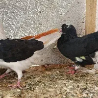 کبوتر کفتر پرشی و جوجه
