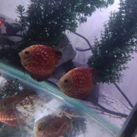 ماهی دیسکس|ماهی|ارومیه, |دیوار