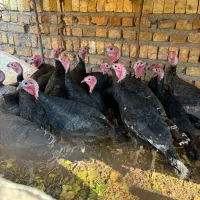 بوقلمون وخروس ومرغ