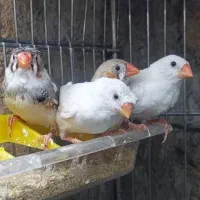 ی جفت فنچ کاکلی مولد