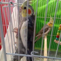 عروس هلندی