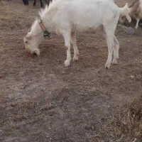 بز سانن ونر بز سانن|حیوانات مزرعه|درگز, |دیوار