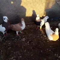 کبوتر هفت رنگ طوقی|پرنده|اسفرورین, |دیوار