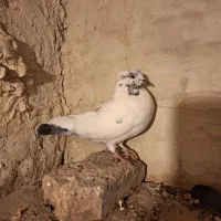 کله دم سبز ماده|پرنده|میانه, |دیوار