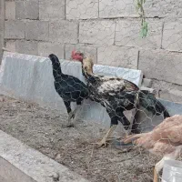 مرغ و خروس واقعا دانگ بال همانند شتر مرغ|حیوانات مزرعه|ملکان, |دیوار