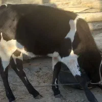 گاوماده وگوساله|حیوانات مزرعه|هیدوچ, |دیوار