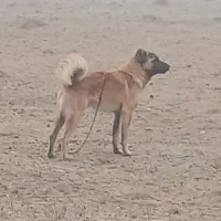 سگ سرابی  یکساله  ماده بسیار زرنگ وباهوش