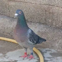 پلاکی نر پلاک ترکیه