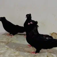 کفتر زاغ|پرنده|ساری, |دیوار