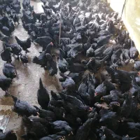 فروش جوجه مرغ مرندی سیاه اصیل(اصالت صددرصد)|حیوانات مزرعه|شیراز, احمدی جنوبی|دیوار
