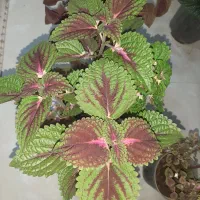 گل و گیاه طبیعی