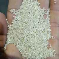 نیمدانه فجر شیرازی