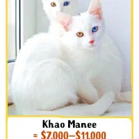 گربه نژادKhao manee(معاوضه باپرشین،اسکاتیش،بریتیش)|گربه|مرند, |دیوار