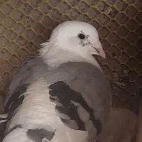 پشت گراف گمشده