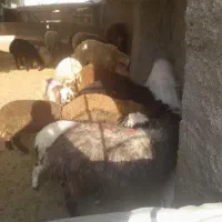 گوسفند زنده مغان افشار موجود هست شبانه روزی