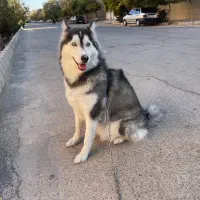 واگذاری هاسکی|سگ|کرمان, |دیوار