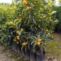 تمامی گل های آپارتمانی و باغچه و مرکبات|گل و گیاه طبیعی|تهران, گیشا|دیوار