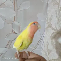 طوطی برزیلی ،کوتوله ماده
