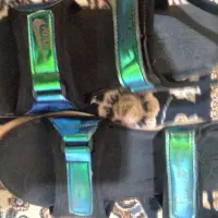 صندل|کیف، کفش، کمربند|زابل, |دیوار