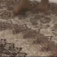 فرش ۶ متری در حد نو دو عدد