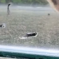 بچه گوپی|ماهی|کازرون, |دیوار