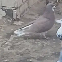 کبوتر ساده سرخ