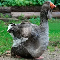 غاز تولوز خالص فرانسوی