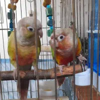 طوطی گرینچیک