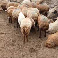 گوسفند آبستن و تعدادی هم بره دارد.